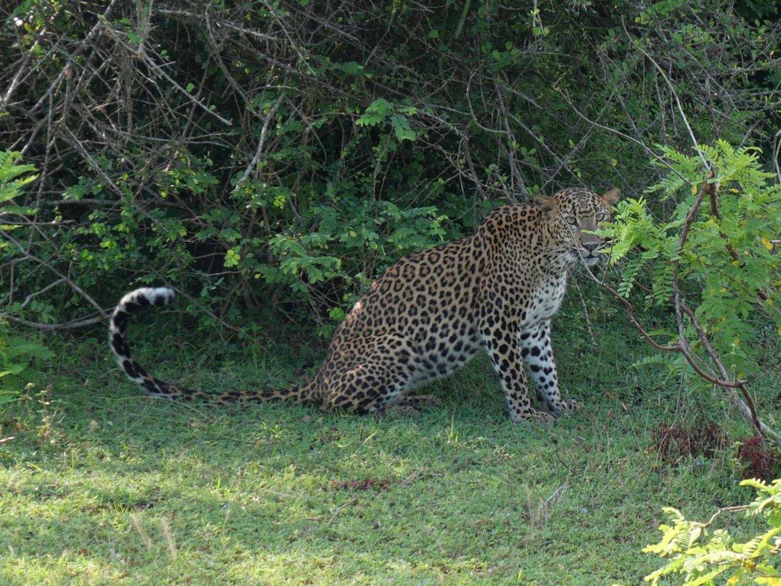 Suduweli Beauties Of Nature - Yala Киринда Экстерьер фото